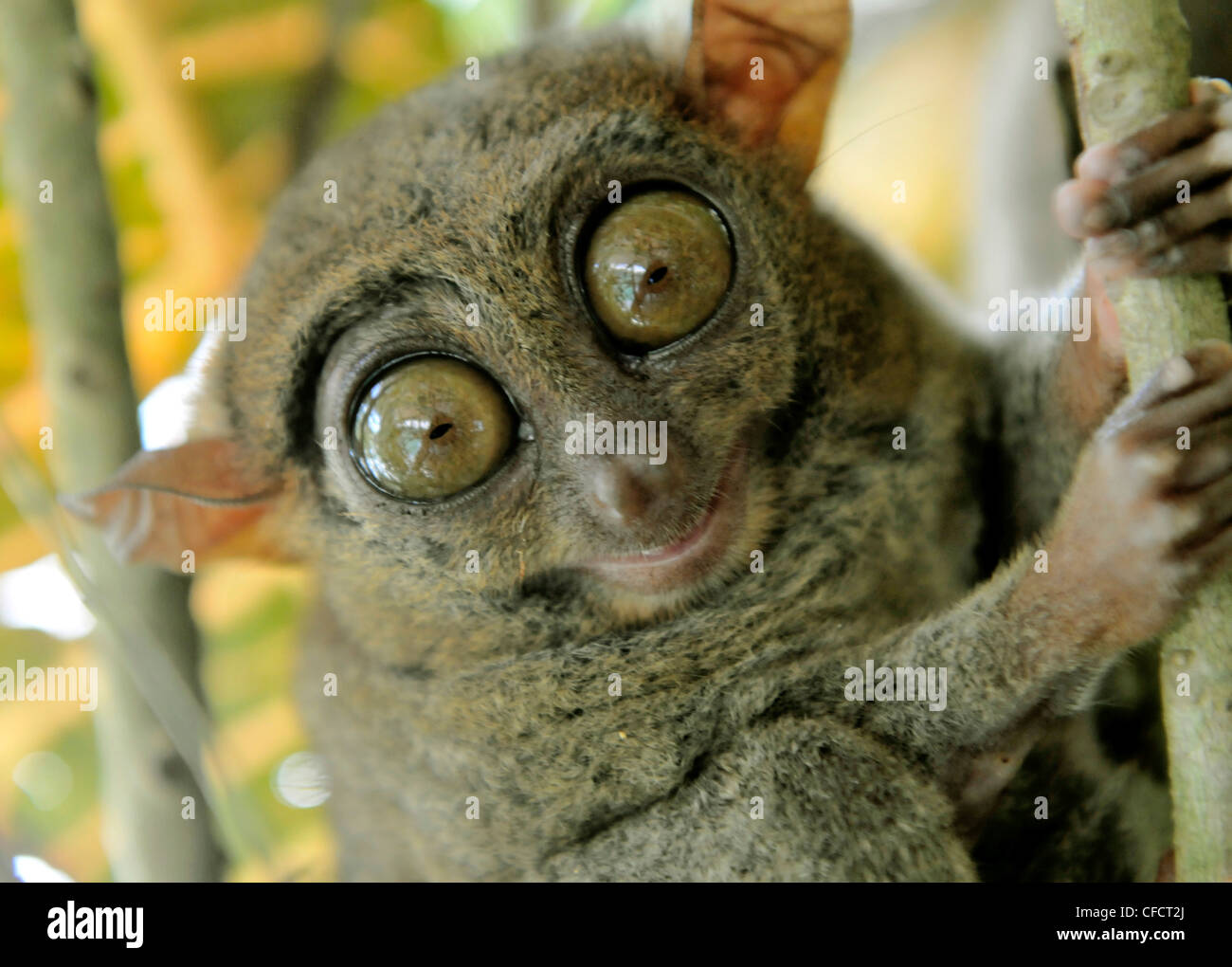 Tarsier fraterculus, il più piccolo primate vivente, solo 130 mm (5 pollici) di altezza, Tarsier Santuario, Sikatuna, Bohol, Filippine Foto Stock