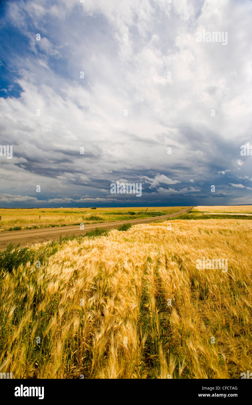 Il tuono tempesta su strada per traghetto Crowfoot, Alberta, Canada Foto Stock