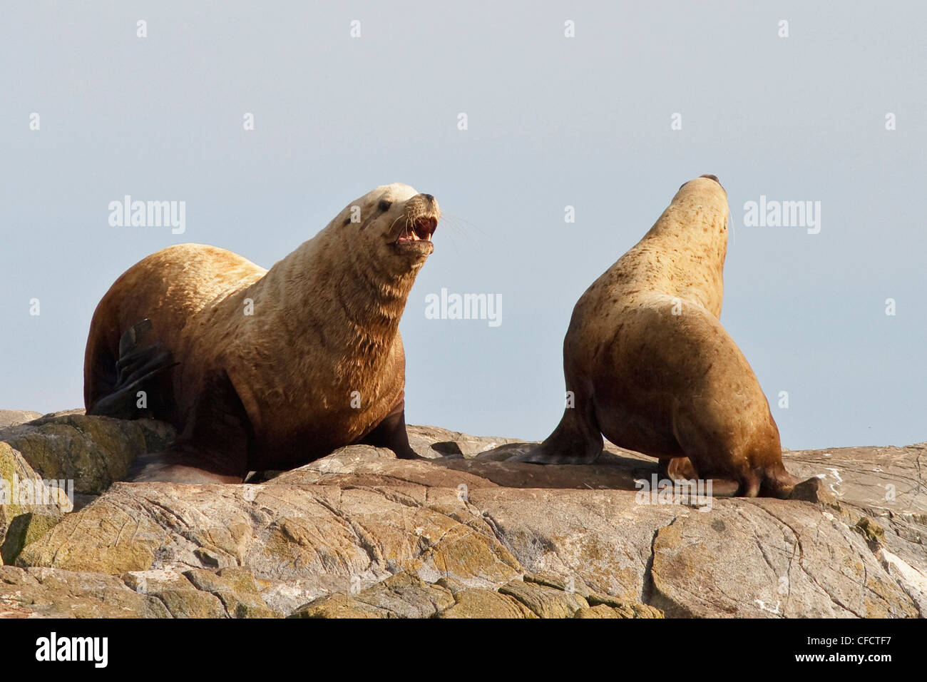 Stellar leoni di mare (Eumetopias jubatus) sulle rocce Foto Stock