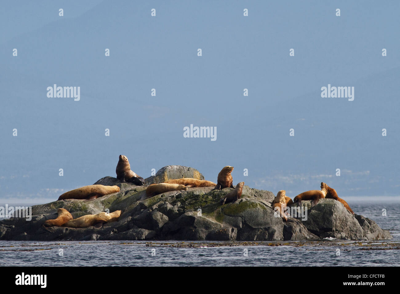 Stellar leoni di mare (Eumetopias jubatus) sulle rocce Foto Stock