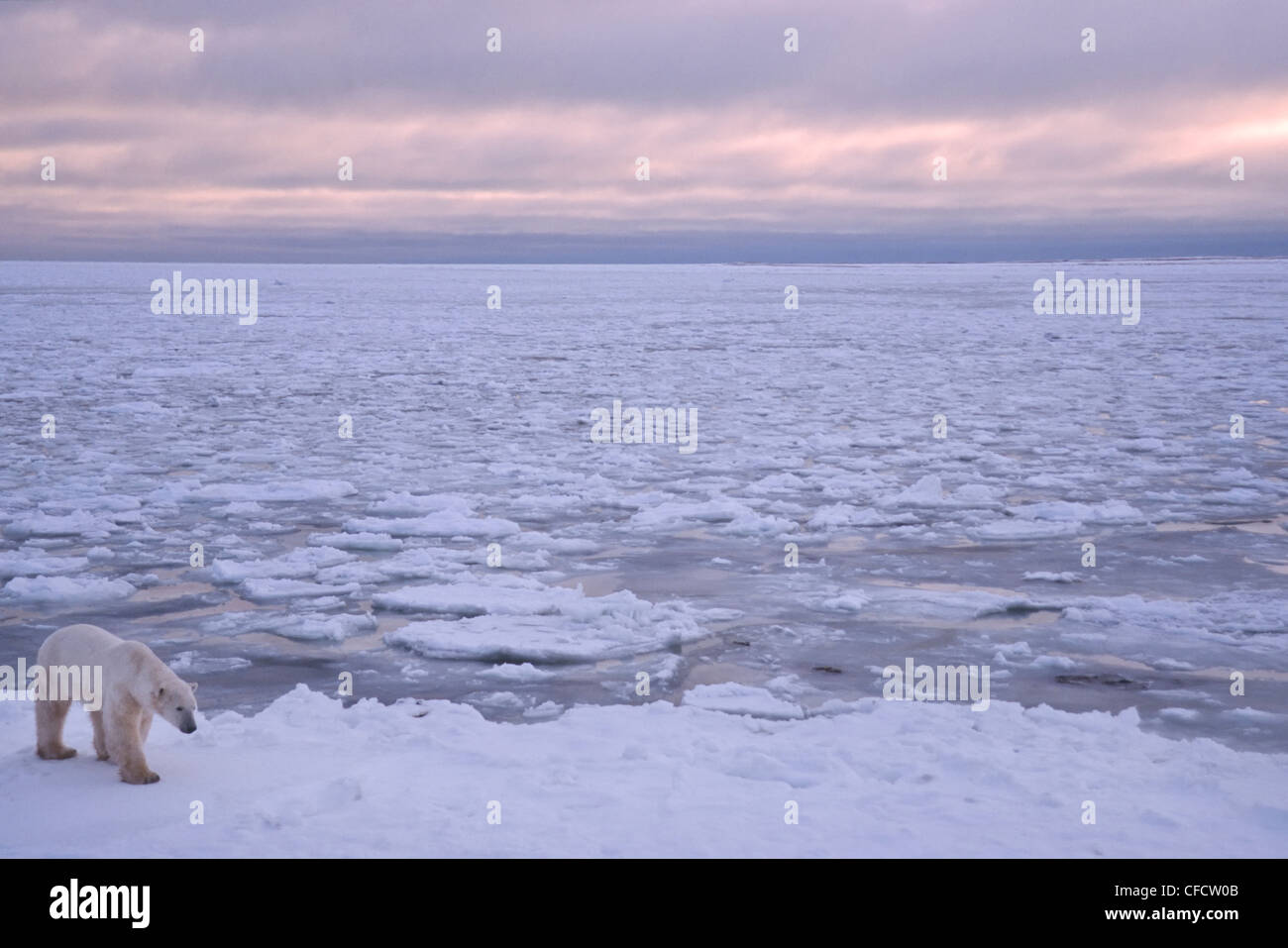 Orso polare, (Ursus maritimus), su ghiaccio dall' oceano, Novembre, vicino a Churchill, Manitoba, Canada Foto Stock