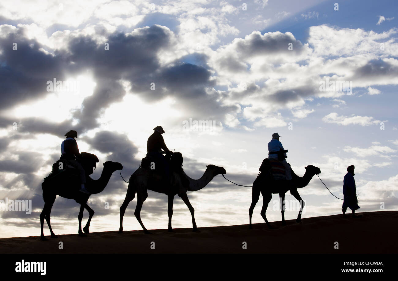 Silhouette di Berber uomo porta,cammelli lungo la cresta di una duna di sabbia in Erg Chebbi mare di sabbia vicino a Merzouga, Marocco Foto Stock