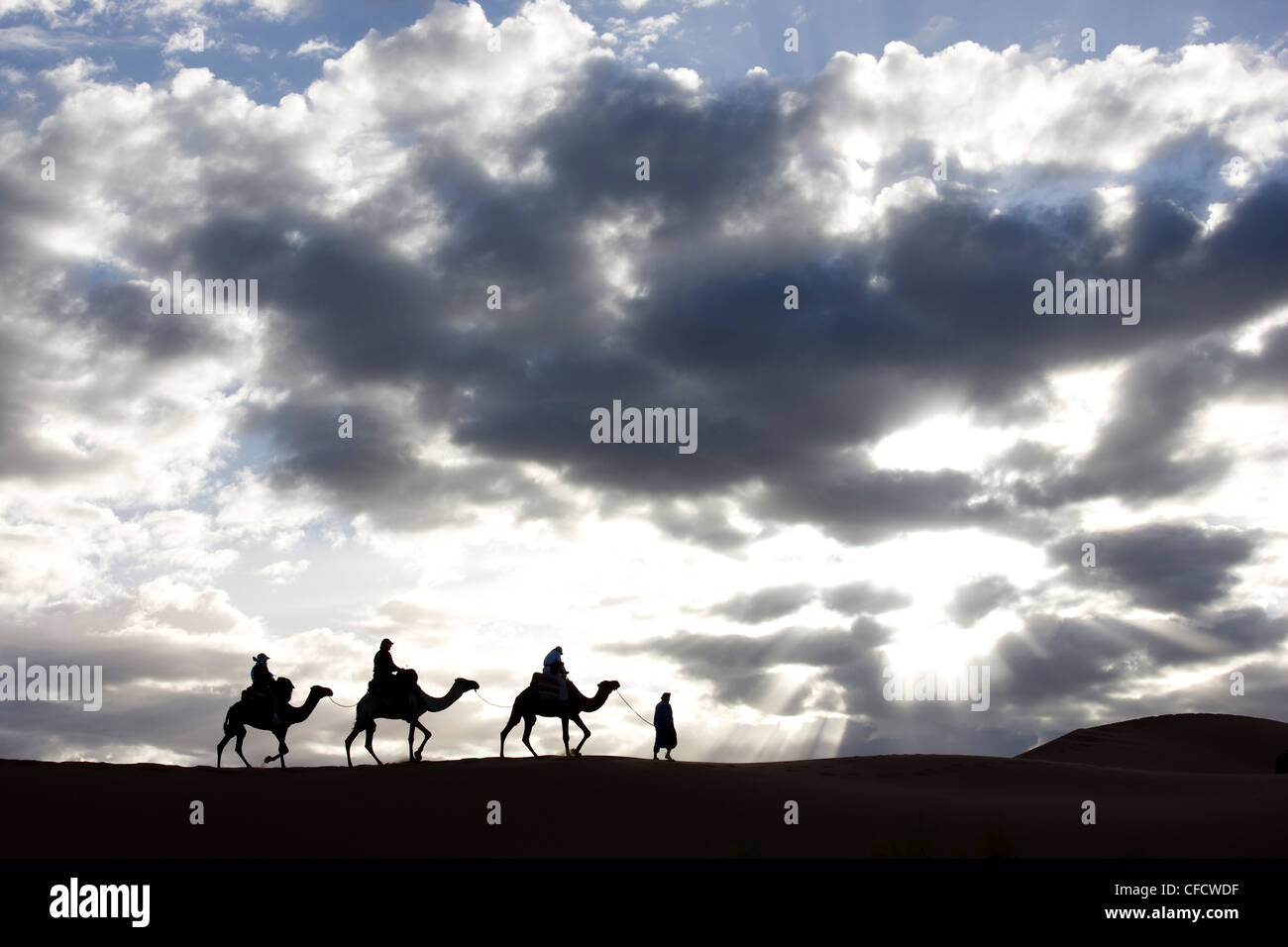 Silhouette di Berber uomo porta,cammelli lungo la cresta di una duna di sabbia in Erg Chebbi mare di sabbia vicino a Merzouga, Marocco Foto Stock