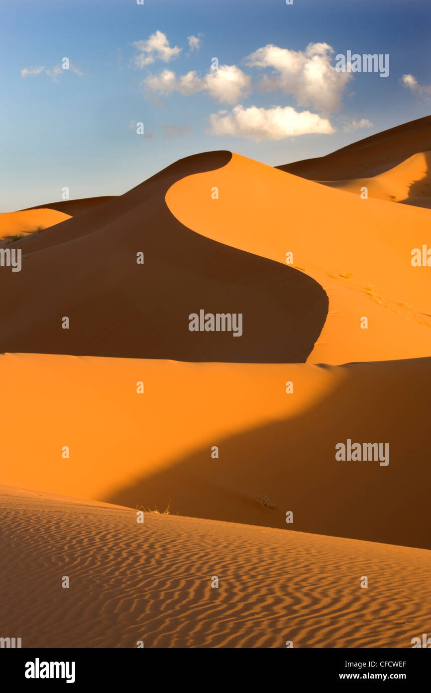 Il rotolamento dune di sabbia arancione e ondulazioni di sabbia in Erg Chebbi mare di sabbia vicino a Merzouga, Marocco, Africa Settentrionale, Africa Foto Stock
