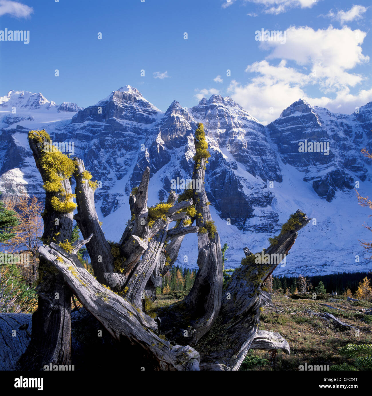 Radici con lupo lichen (Letharia vulpina), Valle della valle di dieci picchi, larice Valley, il Parco Nazionale di Banff, Alberta, Canada Foto Stock
