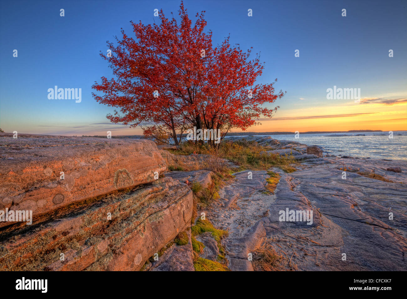 Albero con chioma rossa sulle rive del Georgian Bay, Killbear Parco Provinciale, Ontario, Canada. Foto Stock