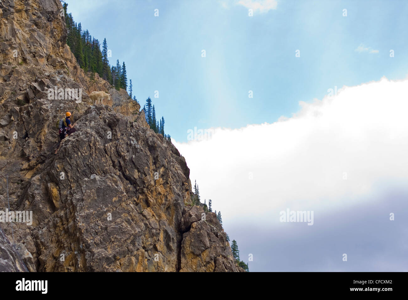 Un maschio di rocciatore incontra una capra di montagna mentre cimbing Takakaw cade 5.6, Parco Nazionale di Yoho, British Columbia, Canada Foto Stock