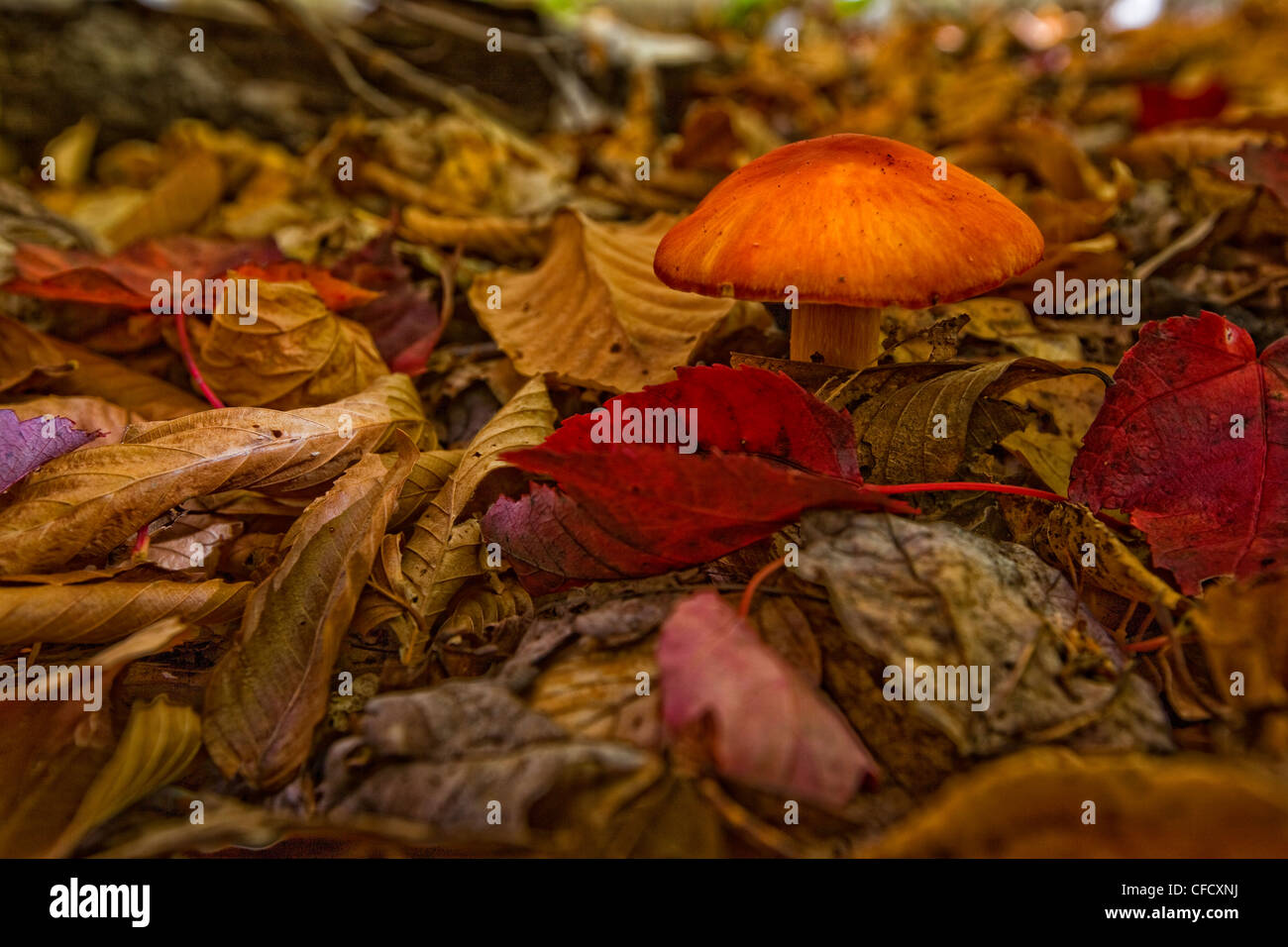 Fungo in caduta delle foglie e foglie, Ontario, Canada. Foto Stock