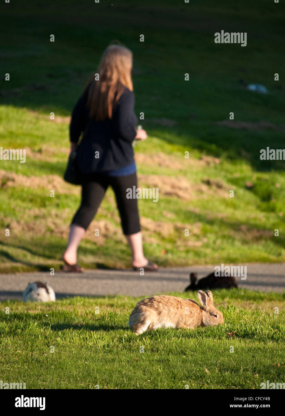Conigli in Università di Victoria campus, Victoria, British Columbia, Canada Foto Stock