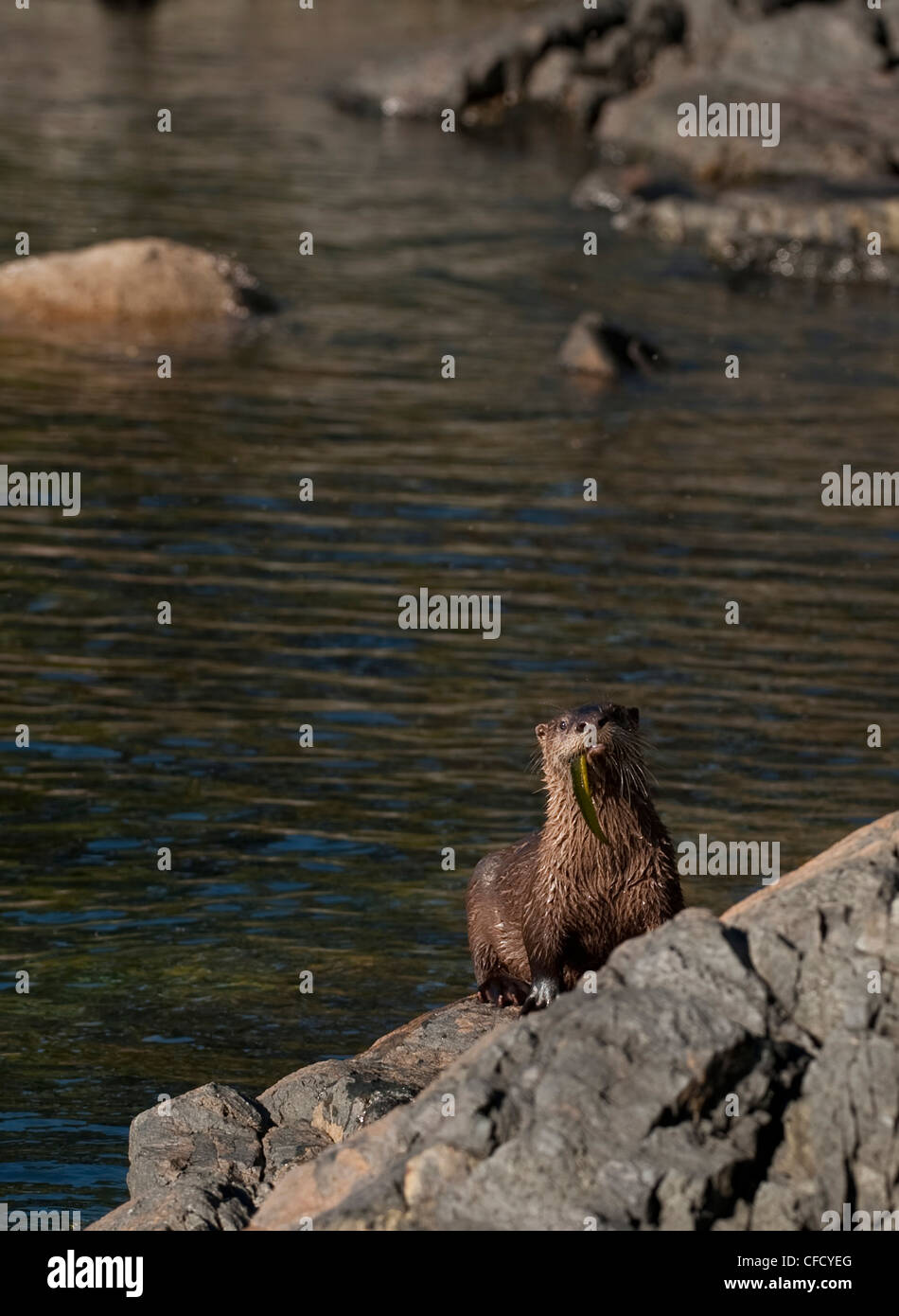 Lontra di fiume (Lutra canadensis), sull isola di Morseby, isole del golfo, British Columbia, Canada Foto Stock