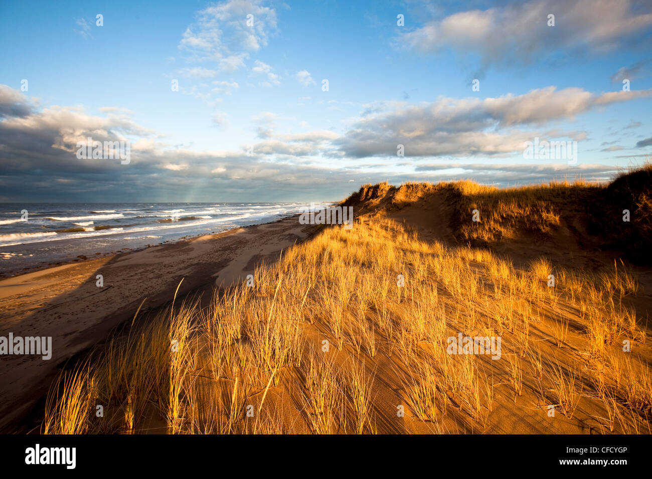 Le dune di sabbia e di erba Marram, Brackley, Prince Edward Island National Park, Prince Edward Island, Canada Foto Stock