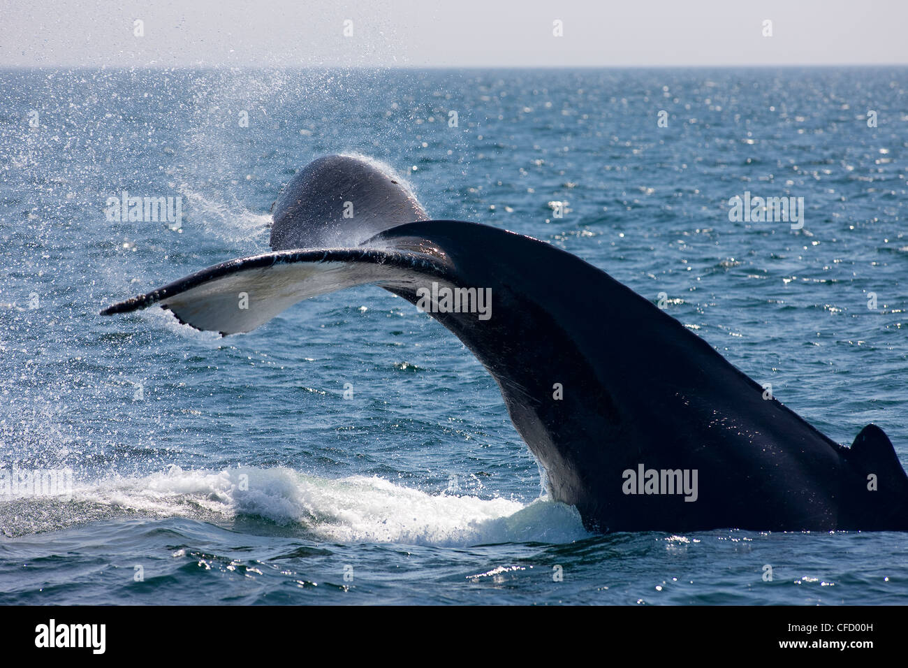 Humpback Whale, (Megaptera novaeangliae), Baia di Fundy, New Brunswick, Canada Foto Stock