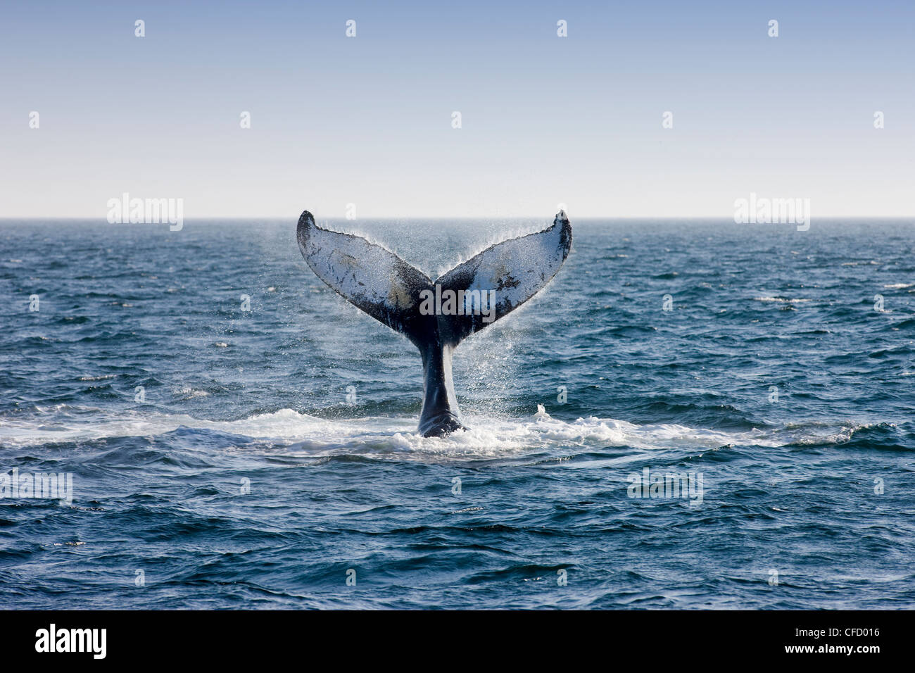 Humpback Whale, (Megaptera novaeangliae), Baia di Fundy, New Brunswick, Canada Foto Stock