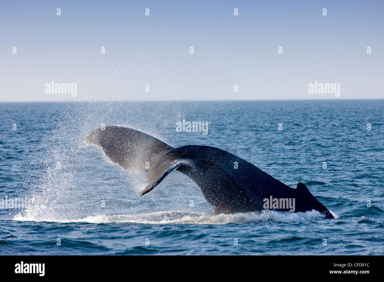 Humpback Whale, (Megaptera novaeangliae), Baia di Fundy, New Brunswick, Canada Foto Stock