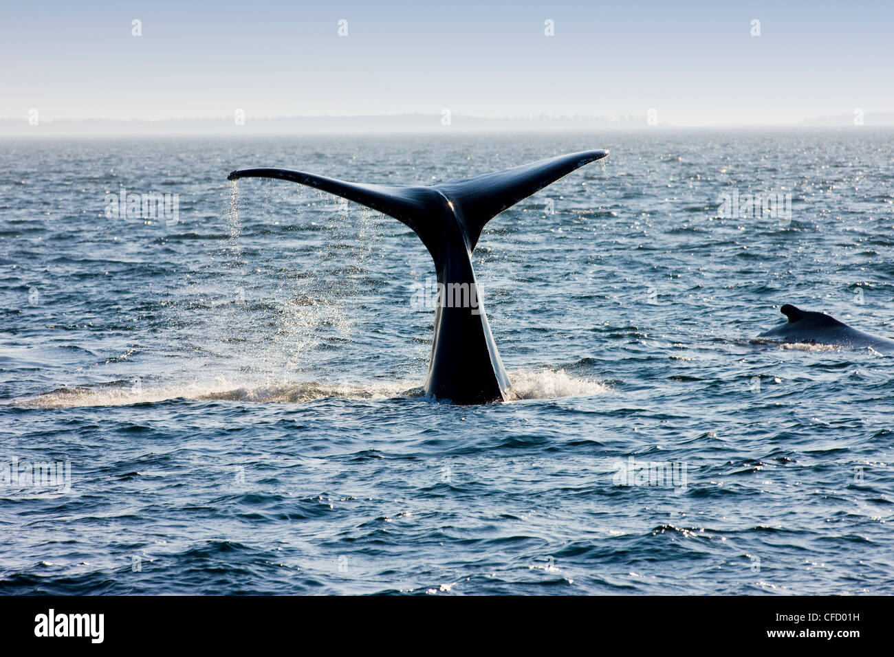 Humpback Whale, (Megaptera novaeangliae), Baia di Fundy, New Brunswick, Canada Foto Stock