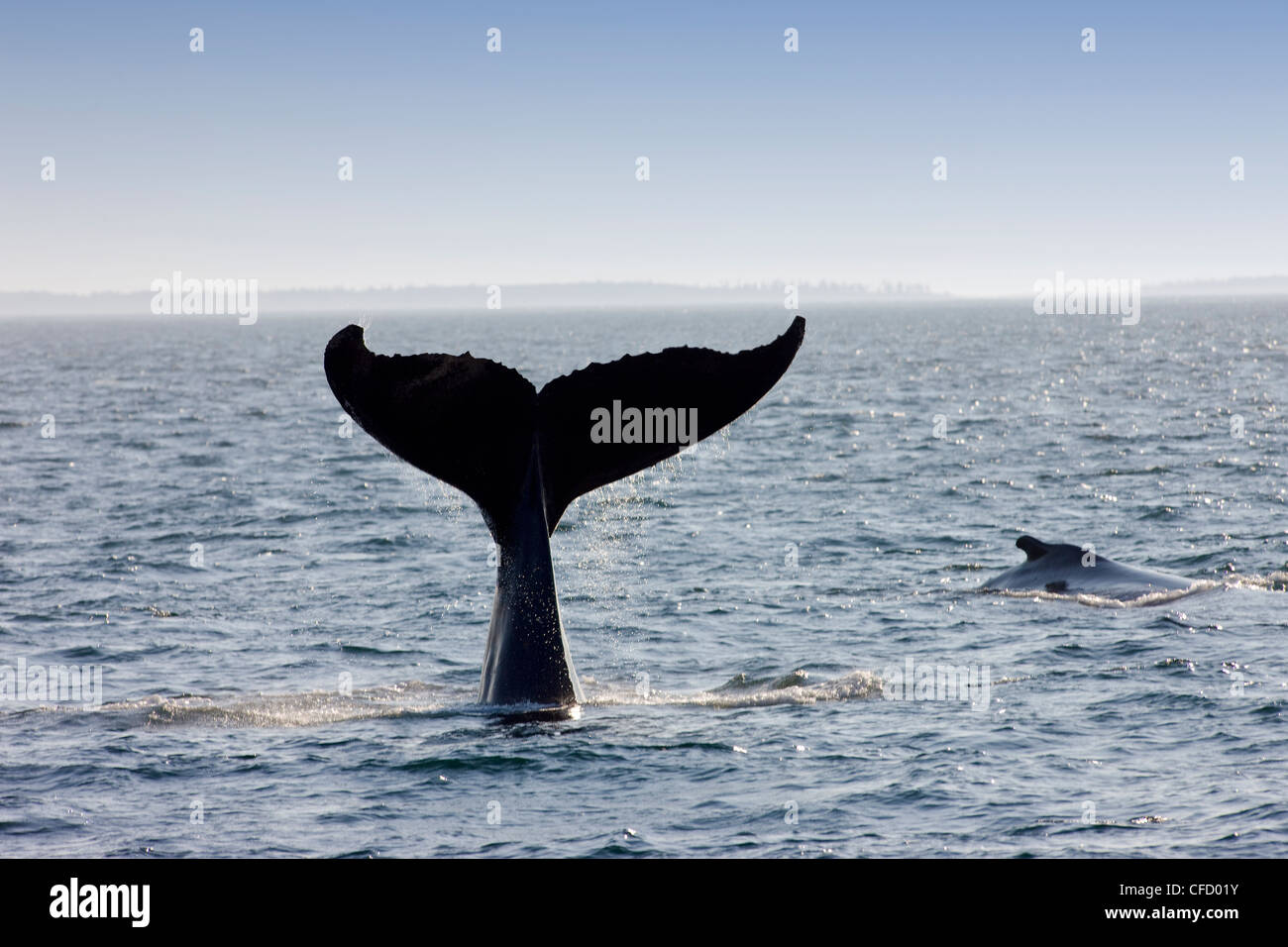 Humpback Whale, (Megaptera novaeangliae), Baia di Fundy, New Brunswick, Canada Foto Stock