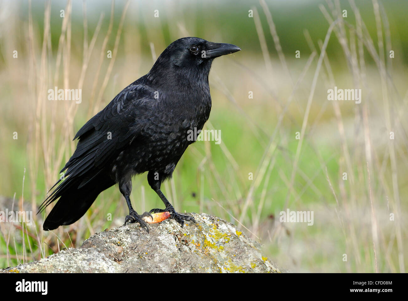 Northwestern Crow (Corvus caurinus) al punto di bestiame, Oak Bay, British Columbia, Canada Foto Stock
