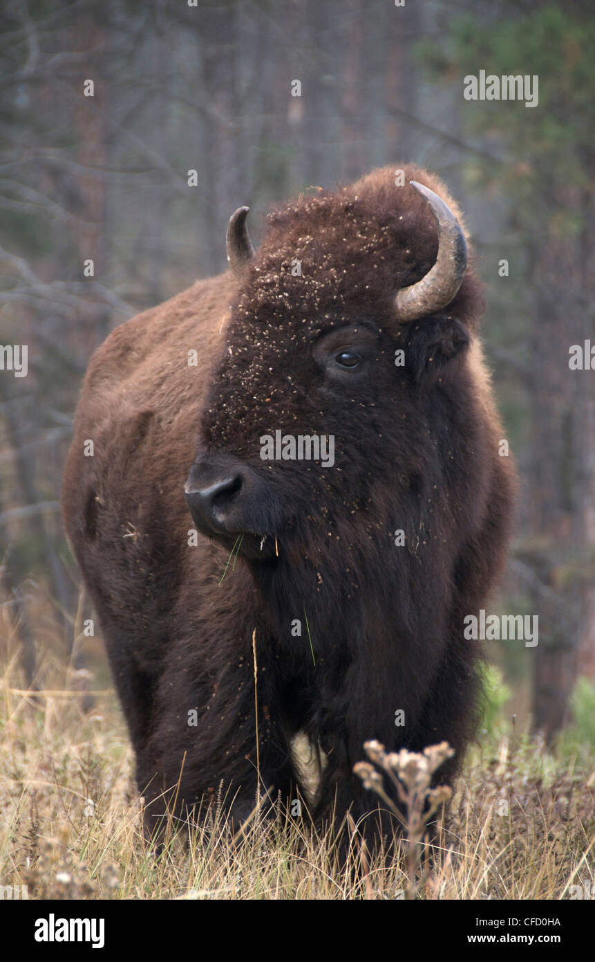 American Bison bison bison standing erba alta Foto Stock