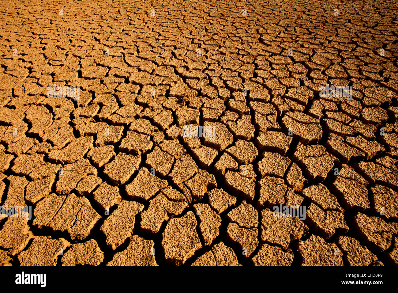 Massa fessurato in Sarigua national park (deserto) in Herrera provincia, Repubblica di Panama. Foto Stock
