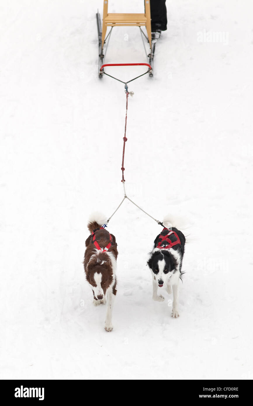 Cani tirando un kick sled, Winnipeg, Manitoba, Canada. Foto Stock