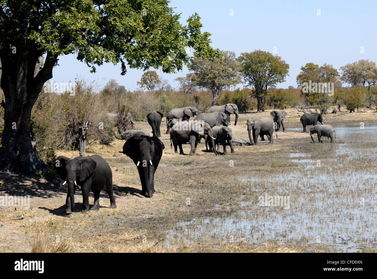 Gruppo di elefanti dopo il bagno di fango, Parco Nazionale di Hwange, Zimbabwe Africa Foto Stock