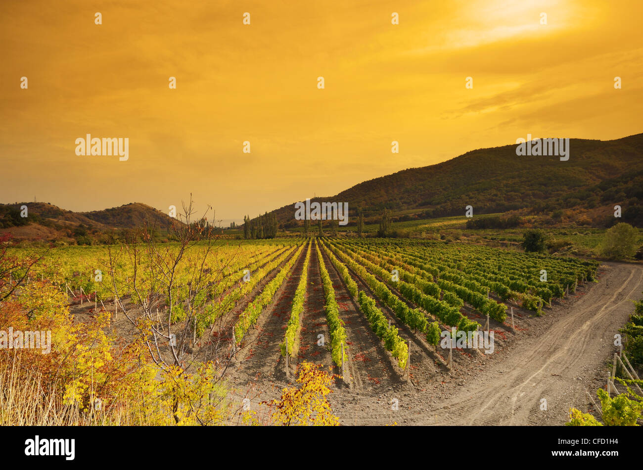 Tramonto su un vigneto nella stagione autunnale Foto Stock
