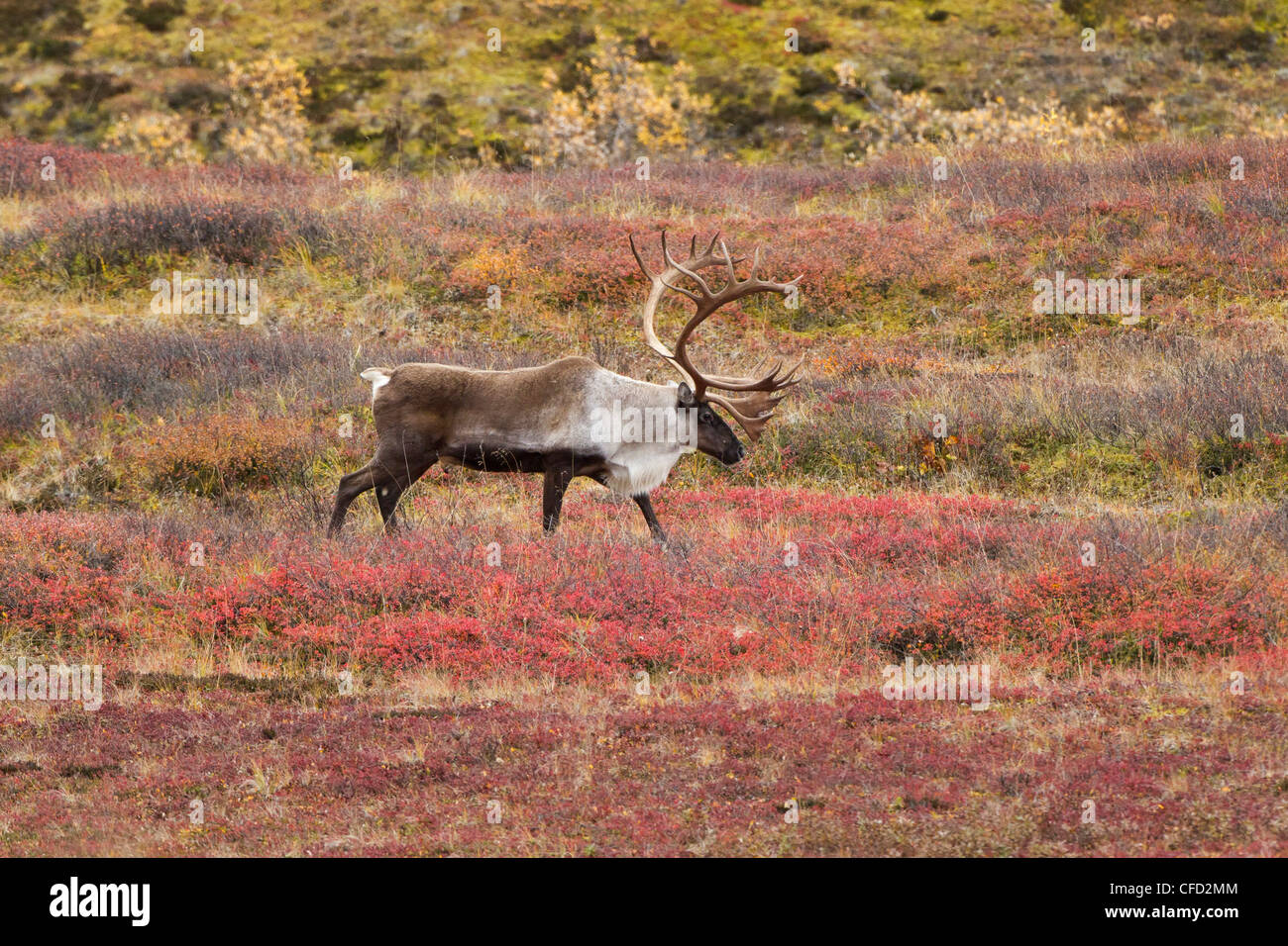 Arida terra di Caribou Coffee Company Rangifer tarandus granti Foto Stock