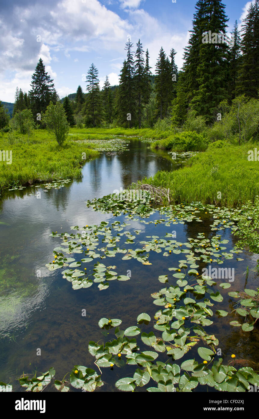 Il fiume di sogni d'oro, Whistler, British Columbia, Canada Foto Stock