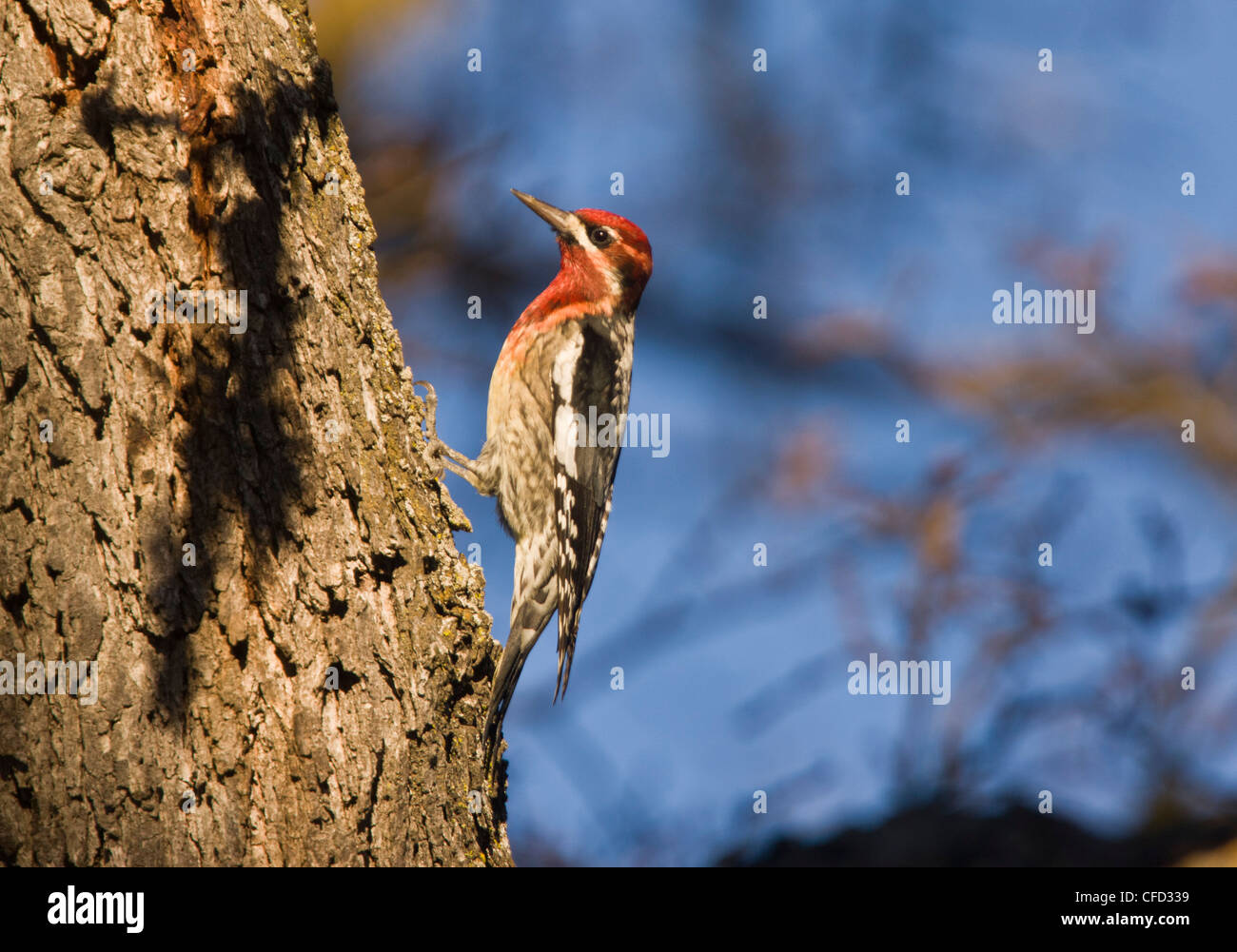 Red-breasted Sapsucker, Sphyrapicus ruber, su albero di quercia; Sud California, Stati Uniti d'America Foto Stock
