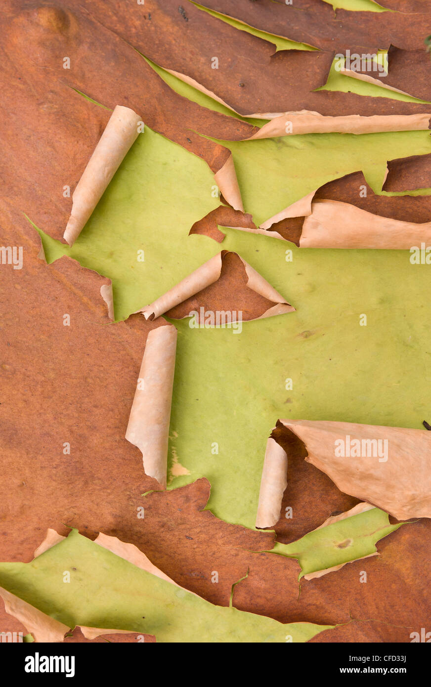 Albero di corbezzolo (Arbutus menziesii ) noto anche come Pacific Madrone corteccia sulla isola di Moresby, isole del golfo, British Columbia, Canada Foto Stock