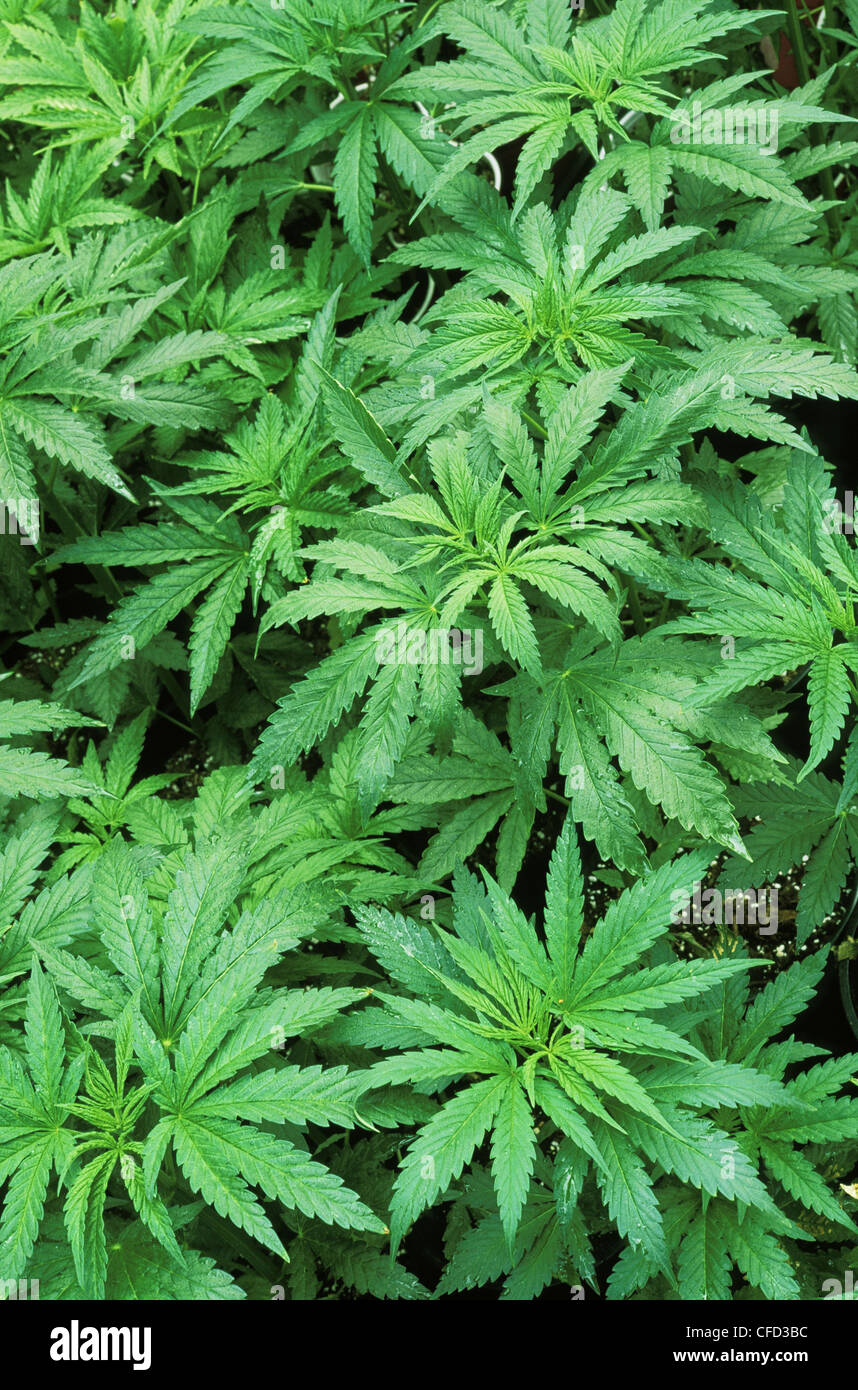 Marijuana - giovani piante a crescere il funzionamento, British Columbia, Canada. Foto Stock