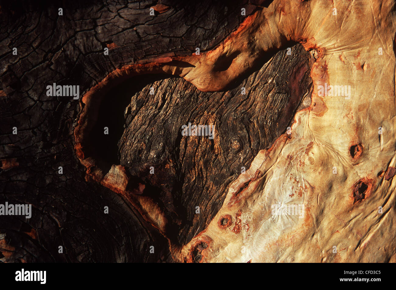 Forma di cuore in corteccia di Arbutus o Madronna tree, British Columbia, Canada. Foto Stock