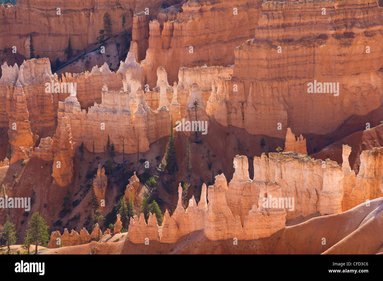 Retroilluminato hoodoos di arenaria in Bryce anfiteatro, parco nazionale di Bryce Canyon, Utah, Stati Uniti d'America, Foto Stock Retroilluminato hoodoos di arenaria in Bryce anfiteatro, parco nazionale di Bryce Canyon, Utah, Stati Uniti d'America, Foto Stock