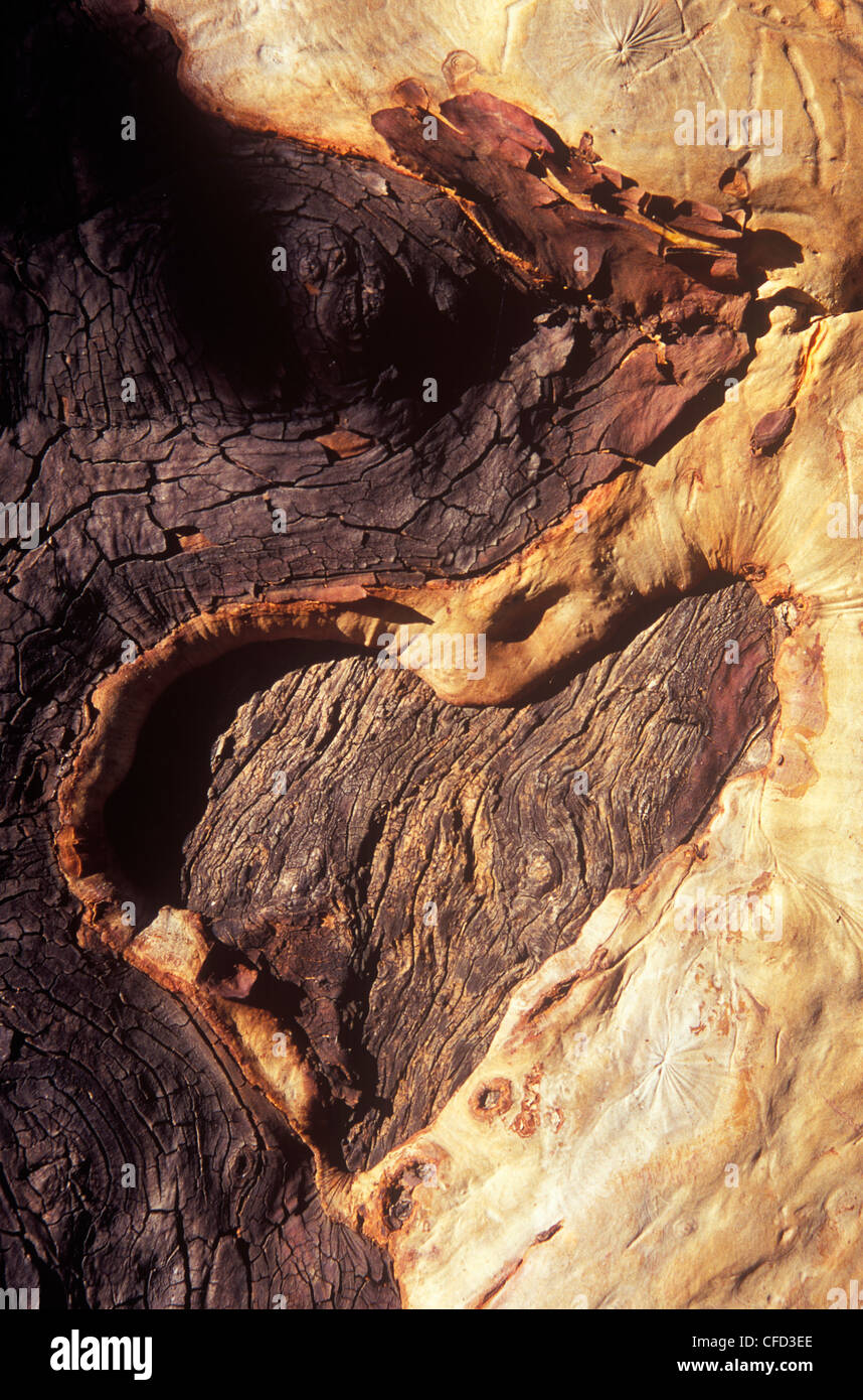 Forma di cuore in corteccia di arbutus tree (Madronna), British Columbia, Canada. Foto Stock