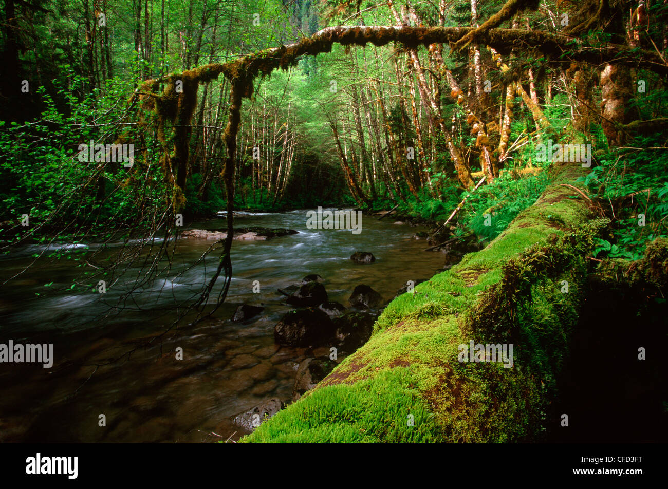 Fiordland provinciale Area ricreativa, lardo Creek, Central Coast, British Columbia, Canada. Foto Stock