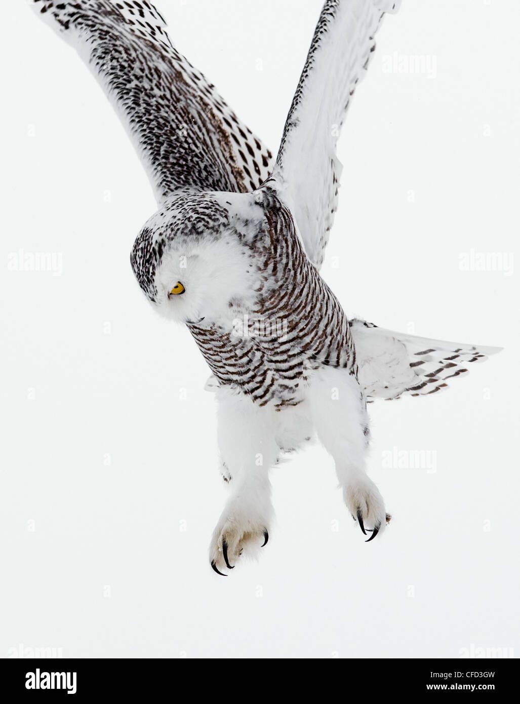 Civetta delle nevi in volo, Ottawa, Canada Foto Stock