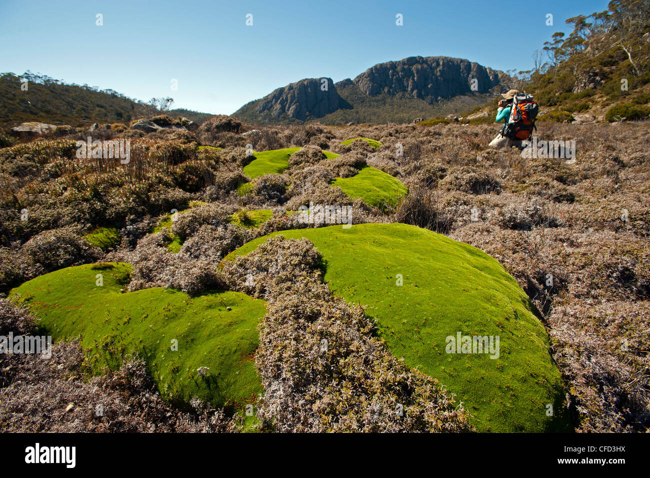 Impianto di cuscino, Sion Vale, mura di Gerusalemme, il Parco Nazionale del mondo dell'UNESCO sito della natura, la Tasmania, Australia Foto Stock