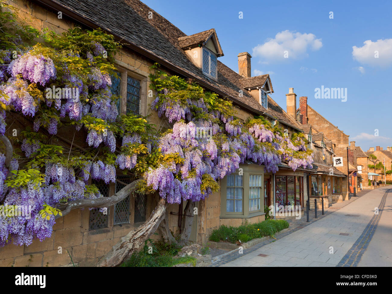 Fioritura viola glicine su una pietra di Cotswold,wall nel villaggio di Broadway, il Costwolds, Worcestershire, England, Regno Unito Foto Stock