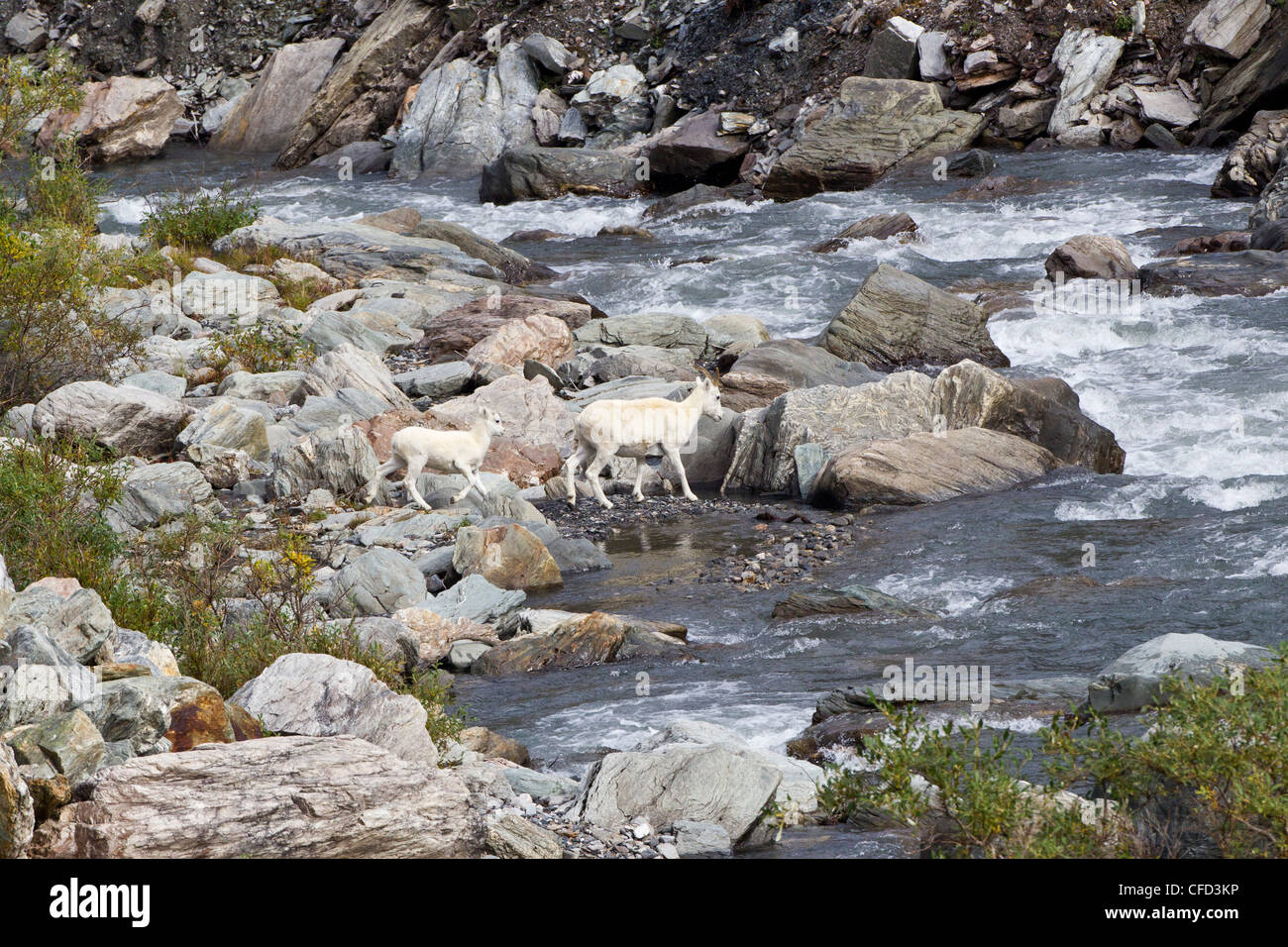 Dall ovini ovis dalli dalli agnello per pecora fiume selvaggio Foto Stock