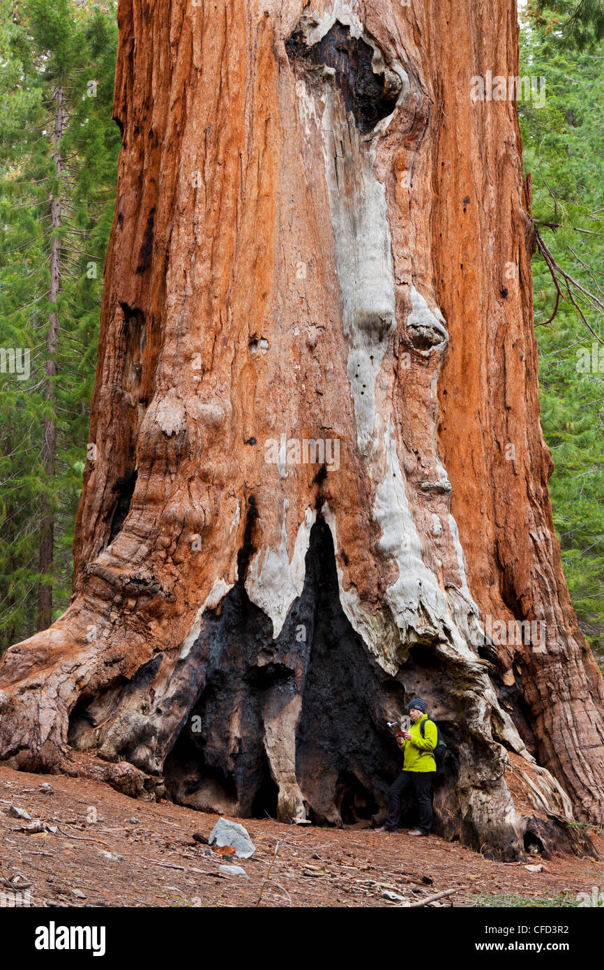 Escursionista dai fedeli giovane, Sequoia gigante (Sequoiadendron giganteum), il Parco Nazionale di Yosemite, Sierra Nevada, in California, Stati Uniti d'America Foto Stock