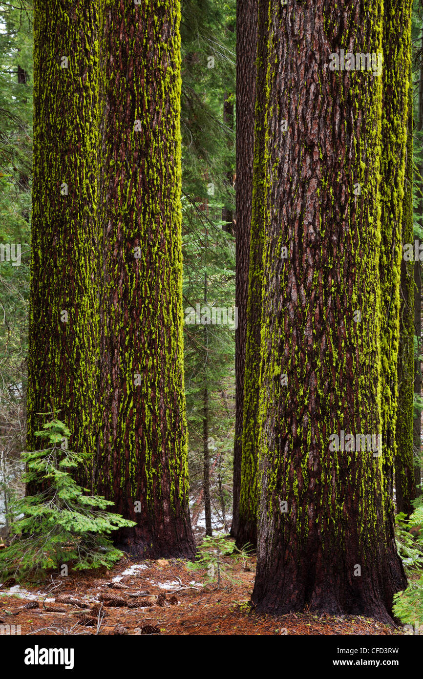 Lupo lichen (Letharia vulpina), sullo zucchero pini (Pinus lambertiana), il Parco Nazionale di Yosemite, Sierra Nevada, in California, Stati Uniti d'America Foto Stock