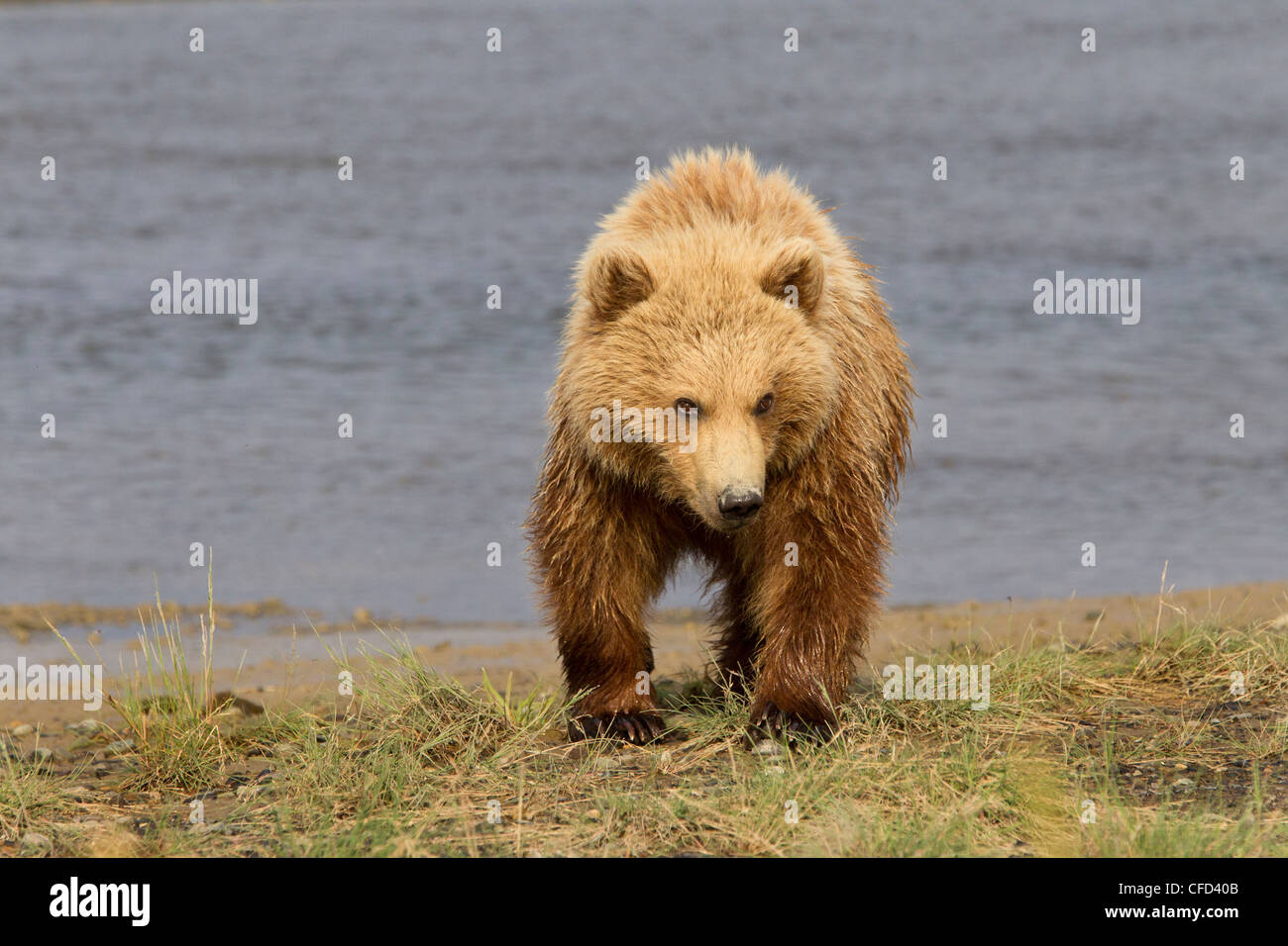 Orso grizzly/Alaskbrown bear Ursus arctos Foto Stock