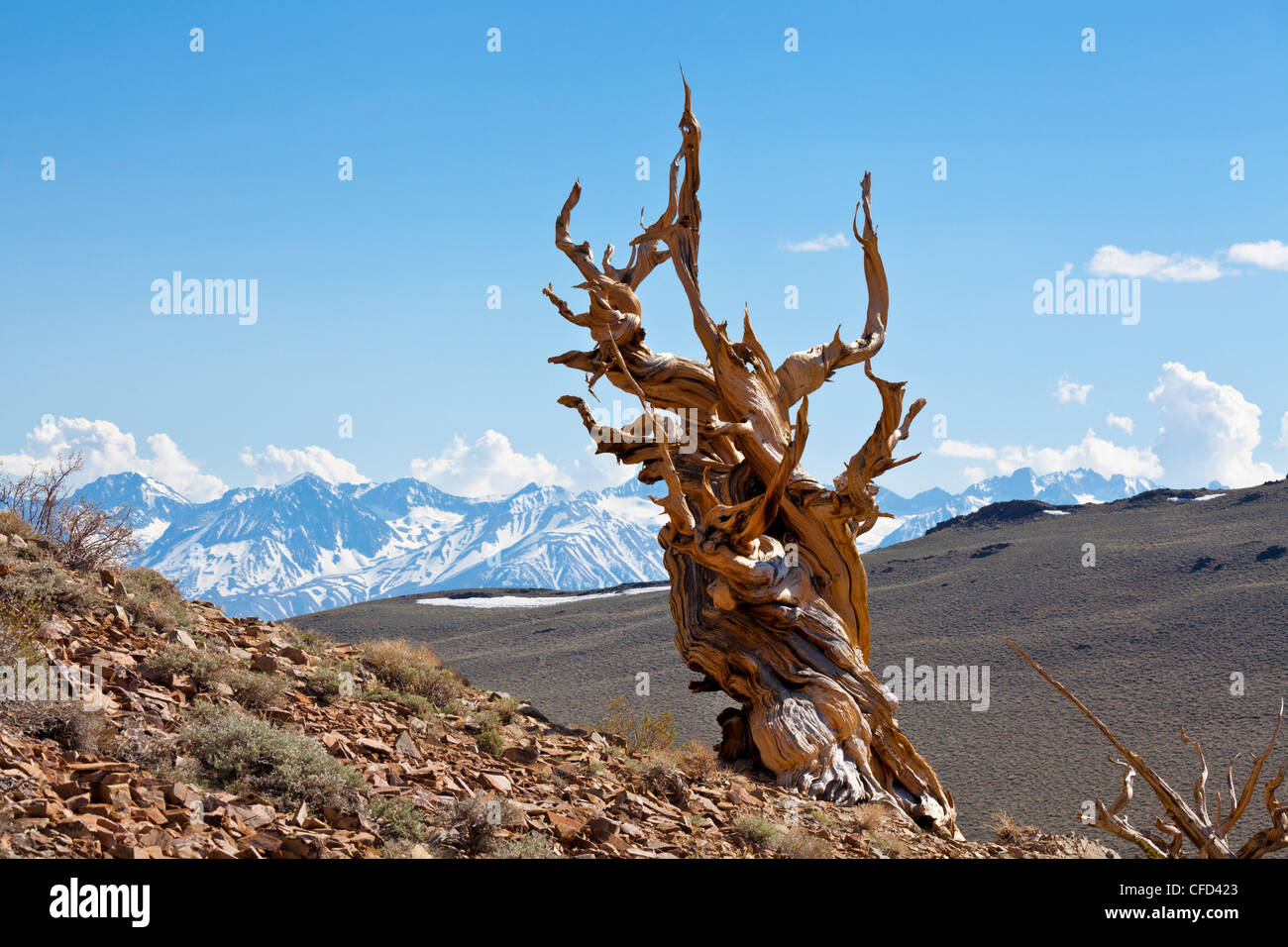 Bristlecone pine (Pinus longaeva), antico Bristlecone Pine Forest Park, Inyo National Forest, Vescovo, CALIFORNIA, STATI UNITI D'AMERICA Foto Stock