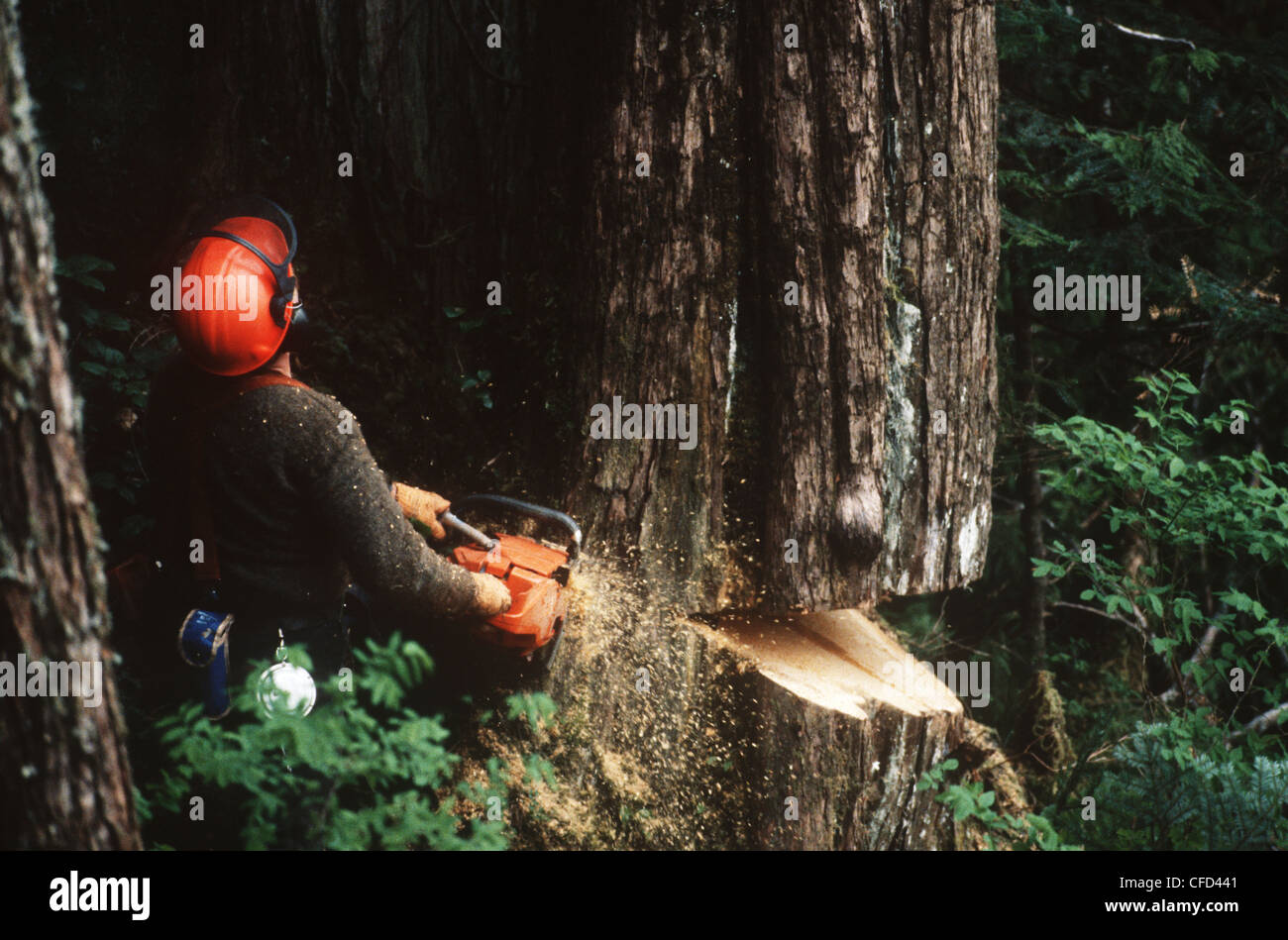 Industria di registrazione, albero faller tagli all albero di cedro, l'isola di Vancouver, British Columbia, Canada. Foto Stock