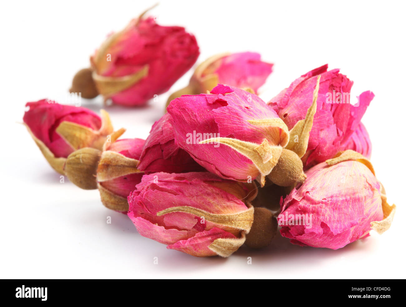 Cumulo di Tea Rose isolato su uno sfondo bianco. Foto Stock