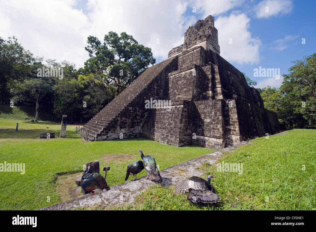 I tacchini in corrispondenza di una piramide in rovine maya di Tikal, Sito Patrimonio Mondiale dell'UNESCO, Guatemala, America Centrale Foto Stock