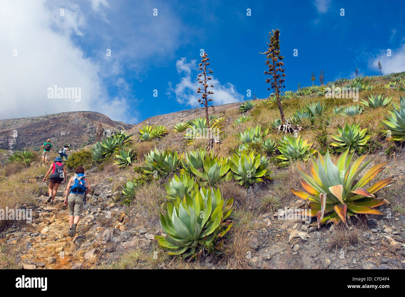 Gli escursionisti a piedi attraverso il sentiero di cactus, Volcan Santa Ana, 2365m, Parque Nacional Los vulcani, El Salvador, America Centrale Foto Stock