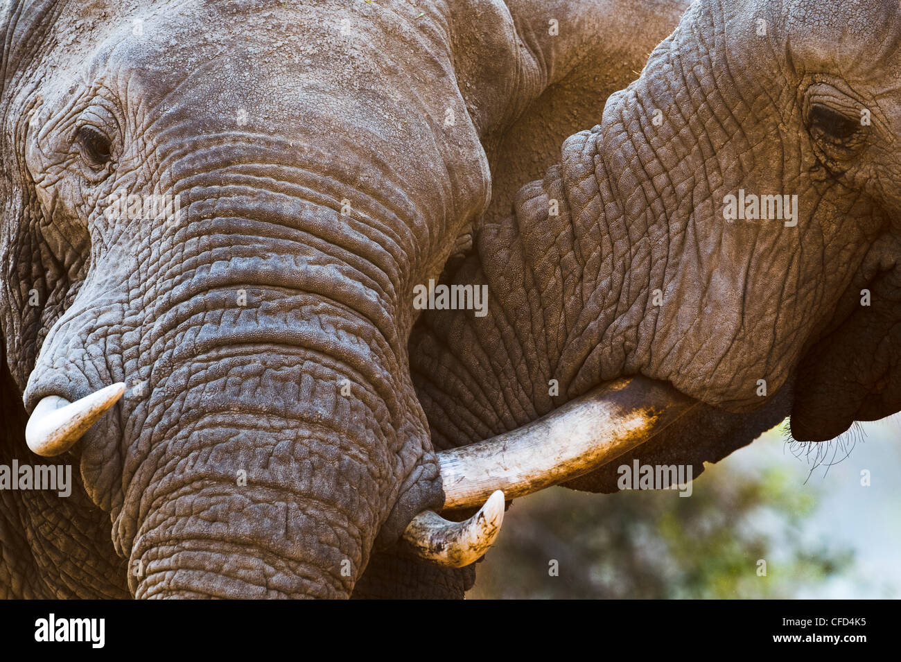 Adulto bull elefanti africani il combattimento. Rive del Fiume Luangwa. South Luangwa National Park, Zambia Foto Stock
