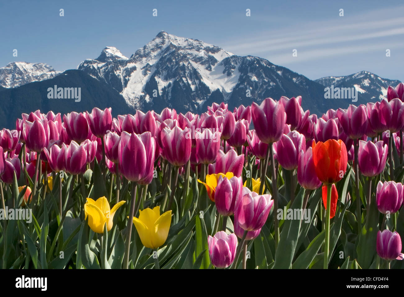 I tulipani in fiore con il Monte Cheam nella distanza, i tulipani della valle Festival, Agassiz, British Columbia, Canada Foto Stock