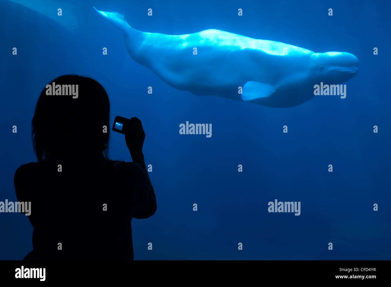 Silhouette di persone tenendo il Beluga, Aquarium di Vancouver, British Columbia, Canada. Foto Stock